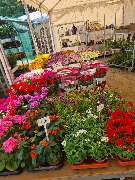 Ingo Salzmann Blumen und Mehr - GALLERY
