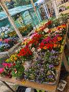 Ingo Salzmann Blumen und Mehr - GALLERY