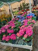 Ingo Salzmann Blumen und Mehr - GALLERY