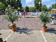 Ingo Salzmann Blumen und Mehr - GALLERY
