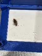 insectacon Schädlingsbekämpfung - GALLERY