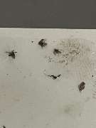 insectacon Schädlingsbekämpfung - GALLERY