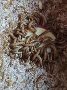 Insektenzucht Winkels - 3
