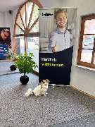 INTER Versicherungsgruppe Armin Roggenstein - INTER Versicherung Armin Roggenstein Hund