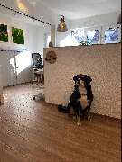 INTER Versicherungsgruppe Mark Hartz - Büro Hund von INTER Versicherungsgruppe Mark Hartz in Sulz am Neckar