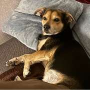 INTER Versicherungsgruppe Michael Ritschel - Bürohund Blacky