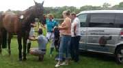 IP-Horsepower Immo Peltzer - GALLERY
