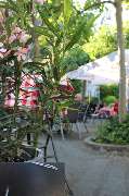 Iva's Croatian Grill & Bar - GALLERY
