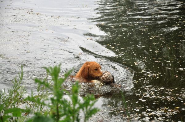 Jagdhundeausbildung Sommer - GALLERY