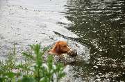 Jagdhundeausbildung Sommer - GALLERY