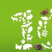 JANDAROSCHER - GALLERY