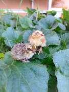 Jenny´s Kükenglück und Gartenzauber - 6