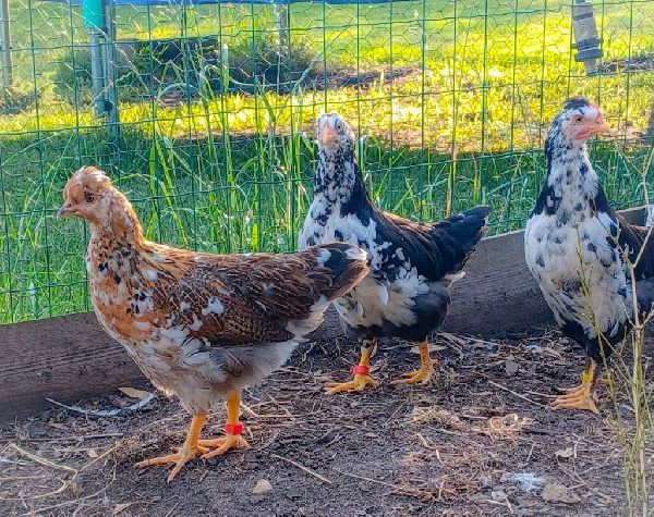 Jenny´s Kükenglück und Gartenzauber - 7