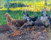 Jenny´s Kükenglück und Gartenzauber - 7