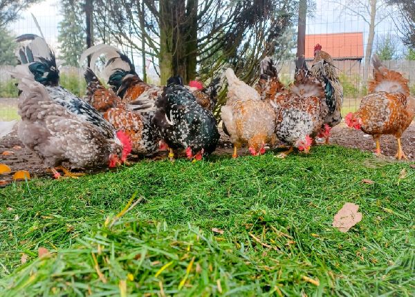 Jenny´s Kükenglück und Gartenzauber - 8