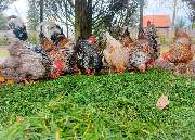 Jenny´s Kükenglück und Gartenzauber - 8