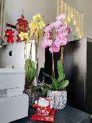 Jin Massage Köln - GALLERY