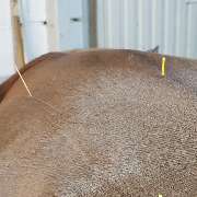 JK Sportpferde Pferdezucht Akupunktur Coaching mit Pferden - GALLERY