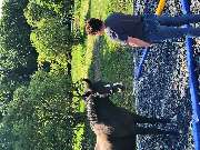 JK Sportpferde Pferdezucht Akupunktur Coaching mit Pferden - GALLERY