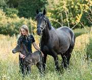 JK Sportpferde Pferdezucht Akupunktur Coaching mit Pferden - GALLERY