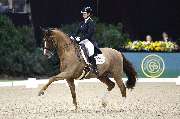 Joana Peterka Dressage - GALLERY
