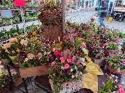 Johann Wurthmann - GALLERY