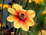 Johs. Wortmann Pflanzen-Gartenbedarf GmbH - 2
