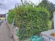 JS Dienstleistungen - IMG-20240919-WA0005.jpg