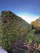 JS RUNDUM-SERVICE - Hecke.jpg
