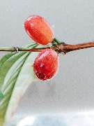 Kaffeerösterei Radebeul - GALLERY