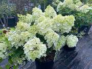 KANIA - Deine Pflanz(en) Experten - GALLERY