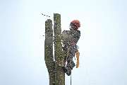 Karsten Schmutzer Baumpflege und Seilklettertechnik - GALLERY