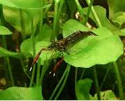 Katjas Wirbellose - GALLERY