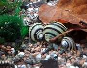 Katjas Wirbellose - GALLERY