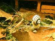 Katjas Wirbellose - GALLERY