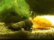 Katjas Wirbellose - GALLERY