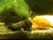 Katjas Wirbellose - GALLERY