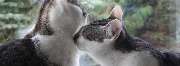 Katzenpension und Tierheilpraxis Rieger - GALLERY