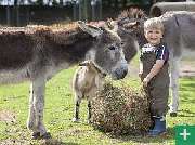 Kinderbauernhof Wigger - Tiere füttern