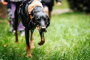 Kinderhaus Montessori Starnberg - Kindergarten- und Therapiehund Frodo im Montessori Kinderhaus Starnberg