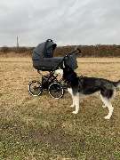 Kinderwagen Babymar - FEDER Kinderwagen - 14