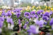 Kissener's Gartenmarkt - Kissener's Gartenmarkt & Garten-,  Landschaftsbau und Zaunanlagen