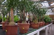 Kissener's Gartenmarkt - Kissener's Gartenmarkt & Garten-,  Landschaftsbau und Zaunanlagen
