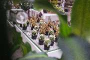 Kissener's Gartenmarkt - Kissener's Gartenmarkt & Garten-,  Landschaftsbau und Zaunanlagen
