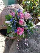 Kitzinger Blumen und Pflanzen - GALLERY