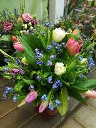 Kitzinger Blumen und Pflanzen - GALLERY