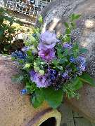 Kitzinger Blumen und Pflanzen - GALLERY