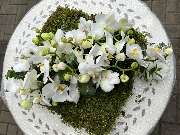 Kitzinger Blumen und Pflanzen - GALLERY