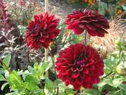 Kleingärtnerverein Schöne Aussicht e V - GALLERY