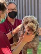 Kleintierpraxis DOCPOX Hannover - GALLERY